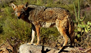 Read more about the article Coyote Population are Spotted Around The Gateway to the West